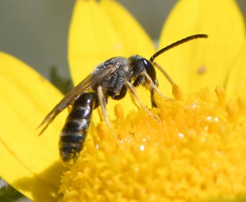 Lasioglossum sp.